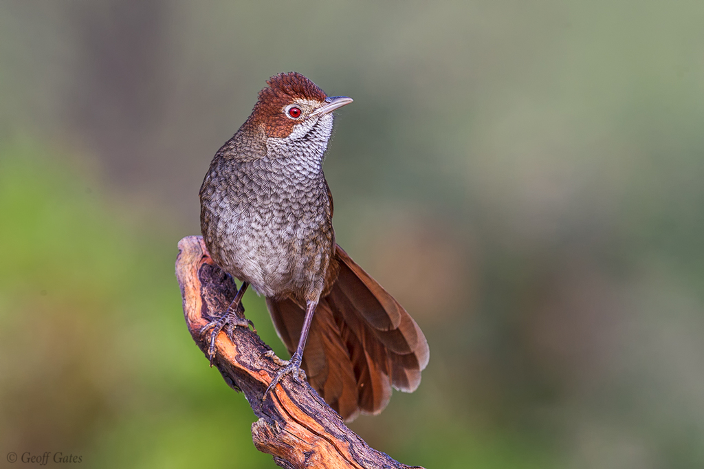 Rufous Bristlebird photo