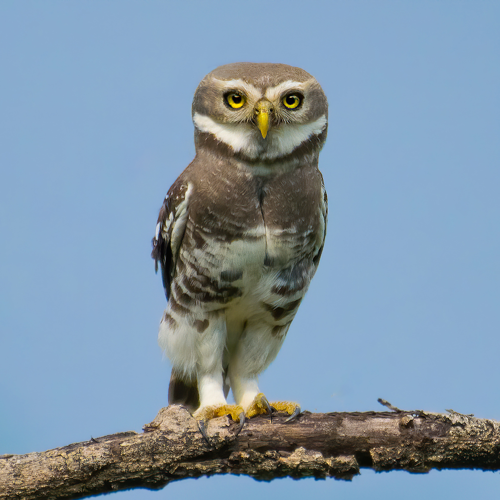 Forest Owlet photo