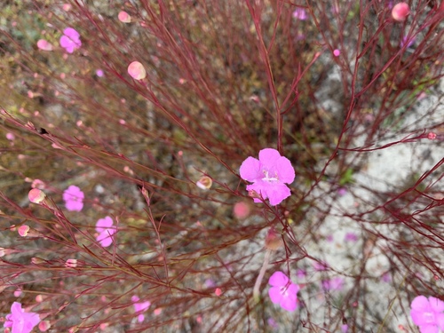Chattahoochee false foxglove (Agalinis plukenetii)
