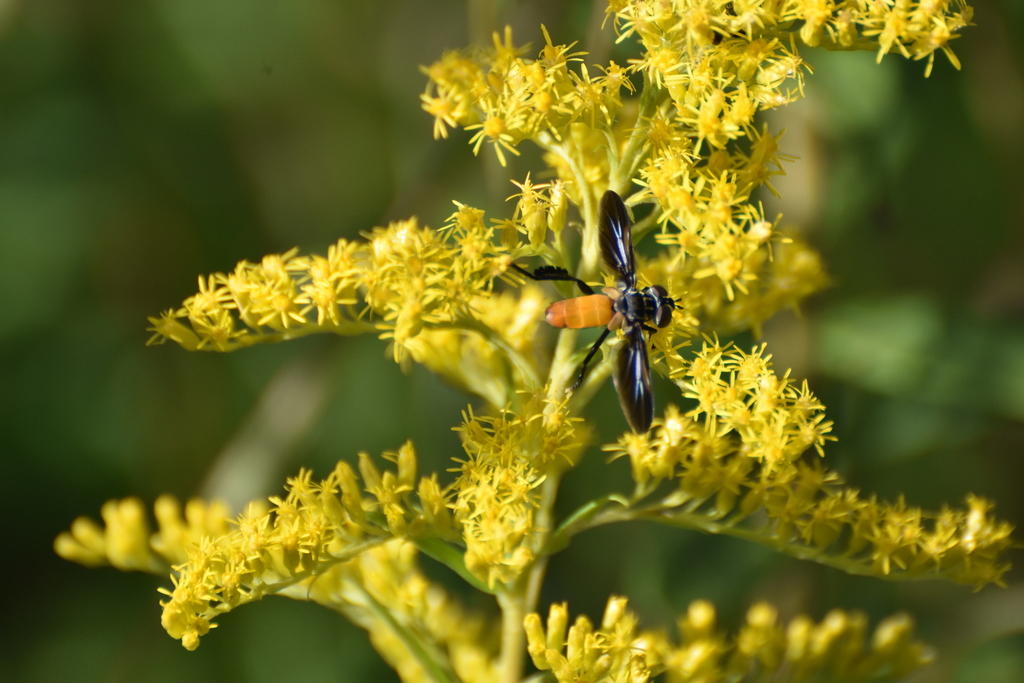 Swift Feather-legged Fly from Greene County, TN, USA on October 5, 2020 ...