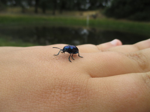 org · cobalt milkweed beetle observed by mytilludie on july 16