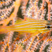 Wassinki Cardinalfish - Photo (c) Ian Shaw, all rights reserved, uploaded by Ian Shaw