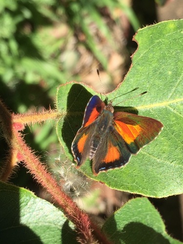 Bright Copper