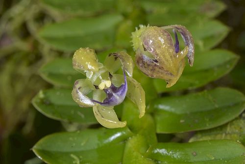 Dichaea latifolia