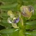 Dichaea latifolia - Photo (c) chacled, all rights reserved, uploaded by chacled