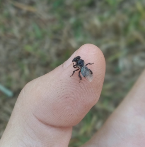 Two-spotted Robust-Stingless bee