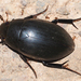 Escarabajos de Agua - Photo (c) Valter Jacinto, todos los derechos reservados