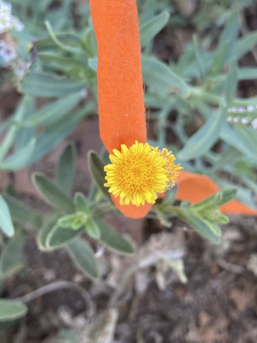 iNaturalist observation photo of Spanish False Fleabane