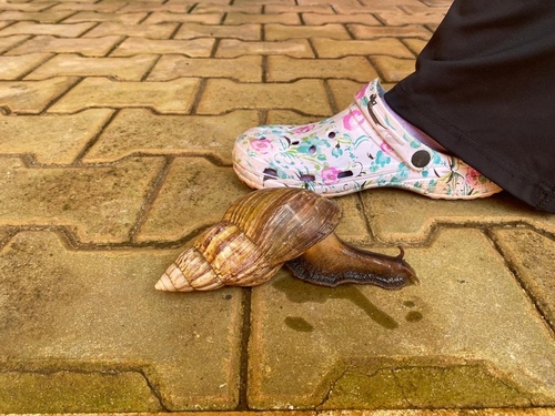 African Giant Snail