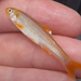 Orangefin Shiner - Photo (c) Lyon-Wallace, all rights reserved, uploaded by Lyon-Wallace