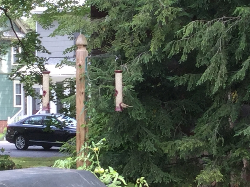 Birds from 10 Sycamore Cir, Windsor, CT, US on August 21, 2017 at 0101 PM by bessking · iNaturalist