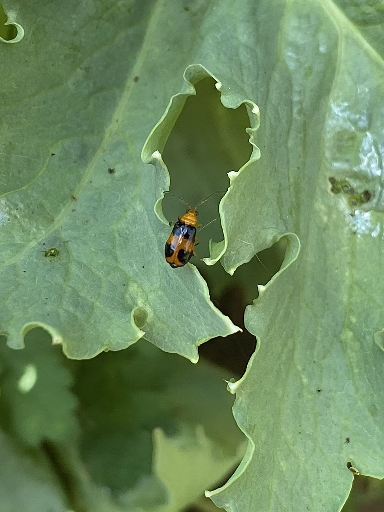 Aulacophora hilaris in October 2020 by Brett O · iNaturalist