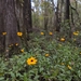 Coreopsis palustris - Photo (c) Eric Ungberg, all rights reserved, uploaded by Eric Ungberg