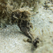 Observation photo