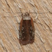 Walsingham's Agonopterix Moth - Photo (c) Owen Ridgen, all rights reserved, uploaded by Owen Ridgen