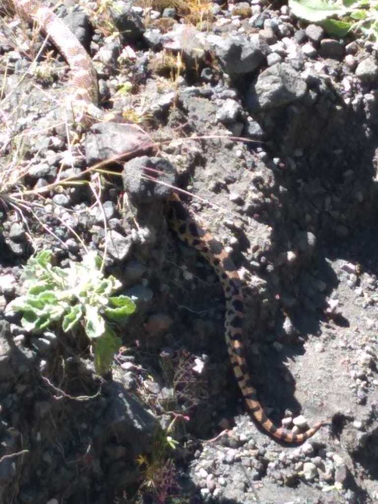 Mexican Bull Snake from Volcan Ceboruco, Nayarit, México on October 04