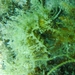 Observation photo