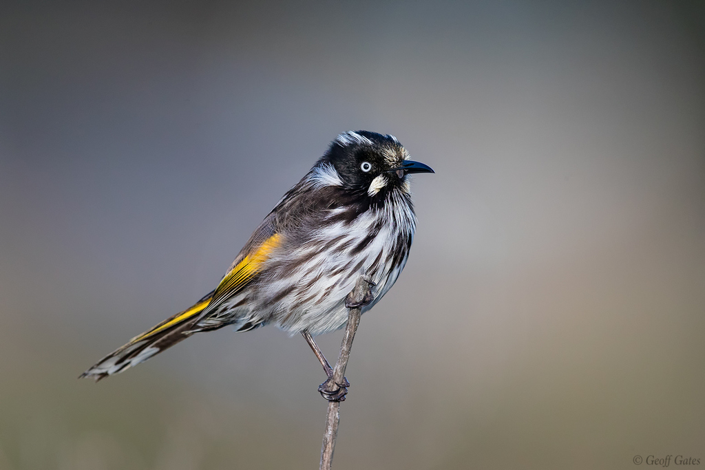New Holland Honeyeater (Phylidonyris novaehollandiae) photo
