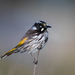 New Holland Honeyeater - Photo (c) Geoff Gates, all rights reserved, uploaded by Geoff Gates