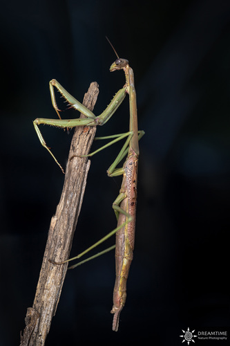 Archimantis latistyla (Serville, 1839)