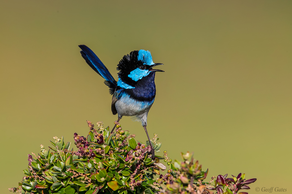 Superb Fairywren (Malurus cyaneus) photo