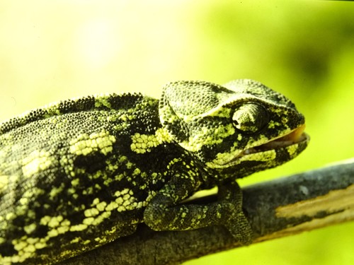 Chamaeleo chamaeleon chamaeleon