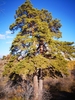 Mongolian Pine - Photo (c) HUANG QIN, all rights reserved, uploaded by HUANG QIN