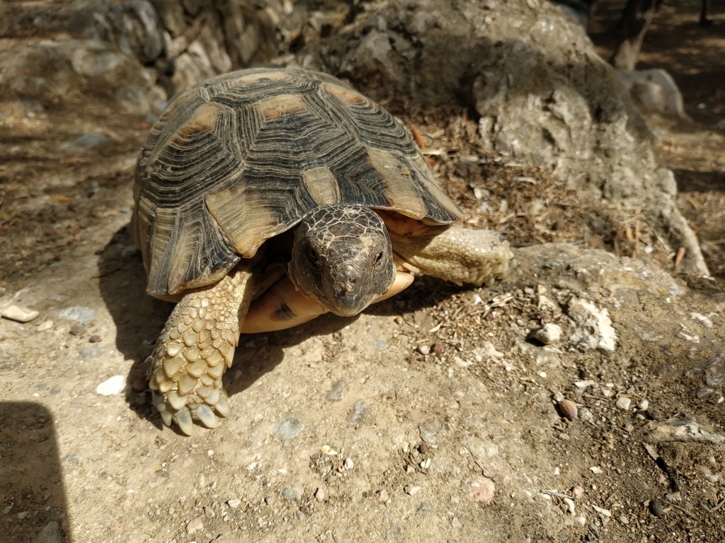 Marginated Tortoise from Theatro Irodou Attikou, Athina 105 58, Greece ...