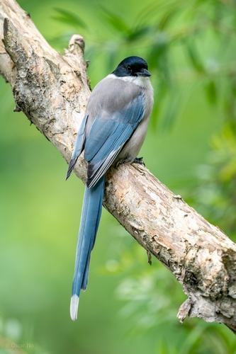 Azure-winged Magpie