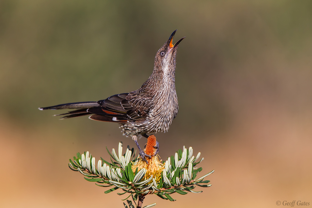 Little Wattlebird (Anthochaera chrysoptera) photo