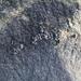 Echinolittorina leucosticta - Photo (c) Yuvan Aves, all rights reserved, uploaded by Yuvan Aves