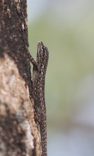 Chevron-throated dwarf gecko