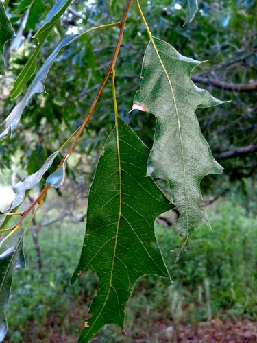 Robust Oak
