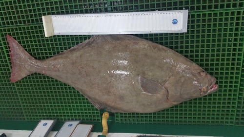 Halibut in deals tagalog