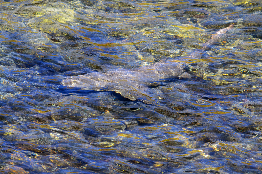 Sharks from Fernando de Noronha - PE, Brasil on August 10, 2012 at 10: ...