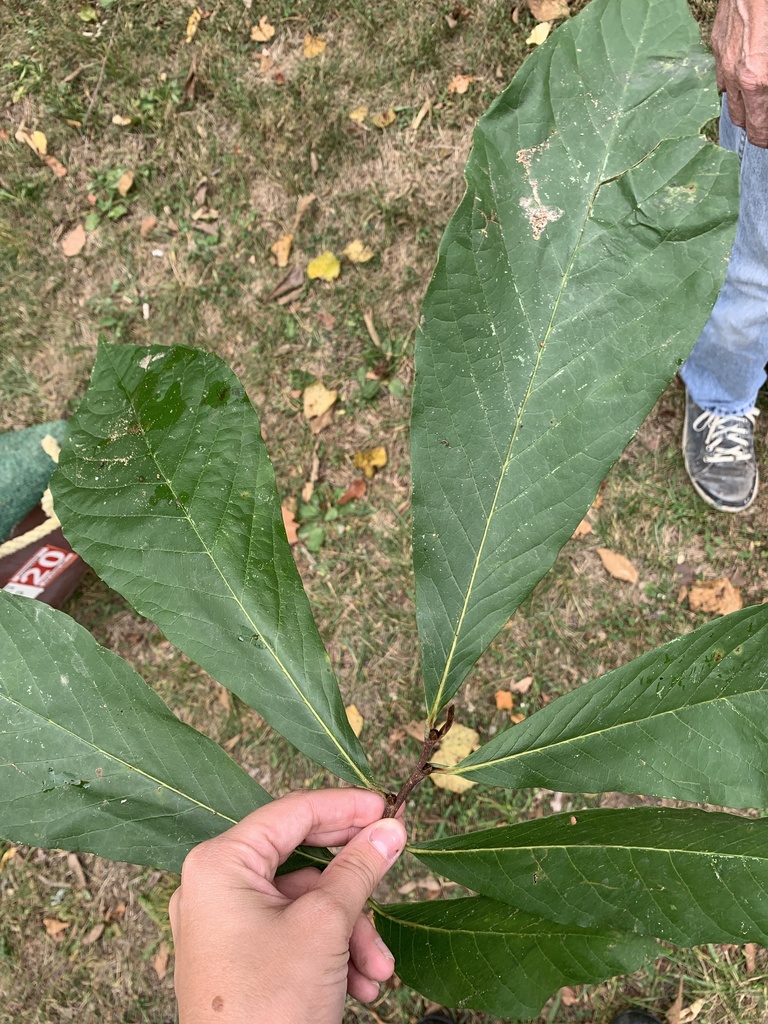 common pawpaw from Awkerman Rd, Huntingdon, PA, US on September 26 ...