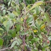 Rubus glaucus - Photo (c) Efrain Freire, todos os direitos reservados, uploaded by Efrain Freire