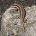 Dahl's Lizard - Photo (c) artem, all rights reserved, uploaded by artem
