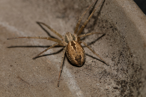 Cricket Thief Spider