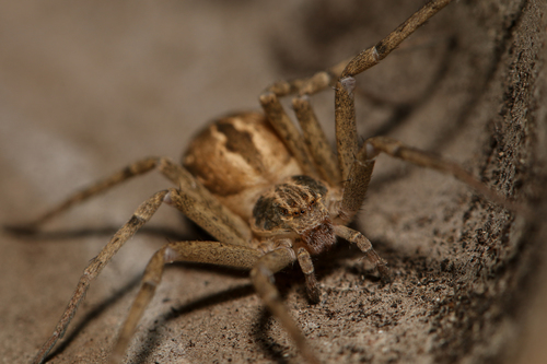 Cricket Thief Spider