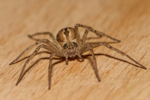 Cricket Thief Spider