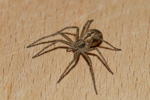 Cricket Thief Spider