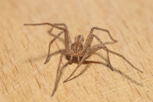 Cricket Thief Spider