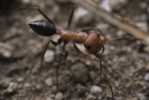 Nodal Desert Ant