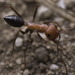Nodal Desert Ant - Photo (c) Panagiotis Dalagiorgos, all rights reserved, uploaded by Panagiotis Dalagiorgos