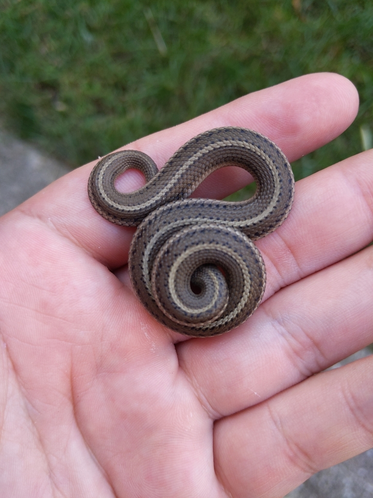 Lined Snake from Grain Valley, MO, USA on October 7, 2020 at 03:06 PM ...