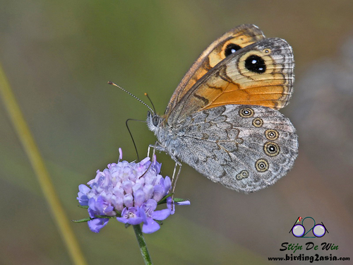 Large Wall Brown
