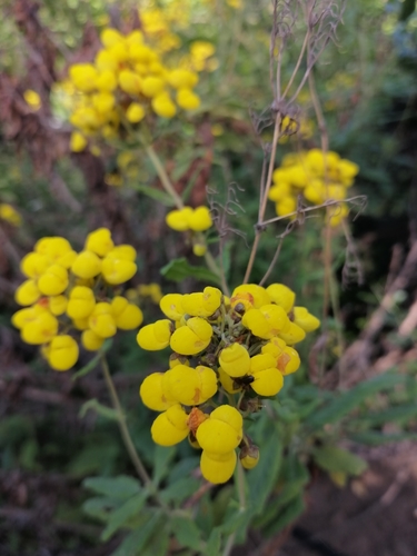 Calceolaria verbascifolia