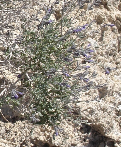 Gypsum Sage (Salvia jessicae)