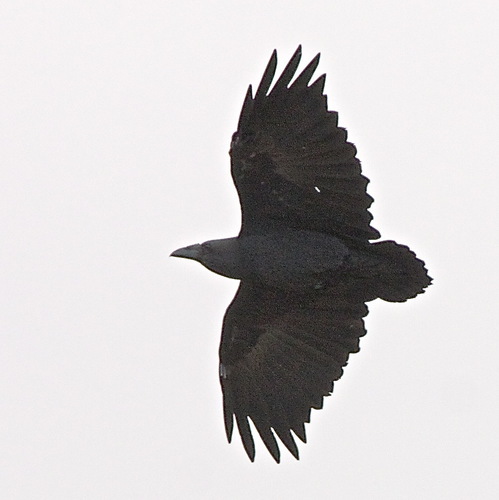 Fan-tailed Raven